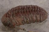 Red Austerops Trilobite - Hmar Laghdad, Morocco #328623-2